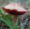 Boletus rubinellus 